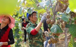 果园种植多少亩国家有补贴？湖南果园项目补贴