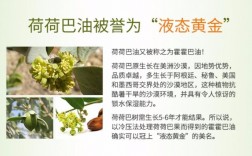 荷荷巴油是什么植物提取的？巴油项目简介