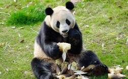 长沙哪里可以看到熊猫？南京熊猫长沙项目