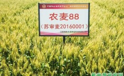 农麦88与镇麦12哪个好？大丰项目备案