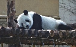 铜陵动物园有哪些动物？熊猫电站铜陵项目