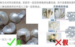 金贝壳是什么？(pearl珍珠挖矿教程)