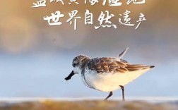 黄海金控集团是干什么的？湿地整治项目融资