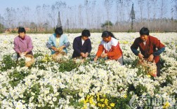 菊花叶子苦可以吃吗？亳州中和兰投资项目