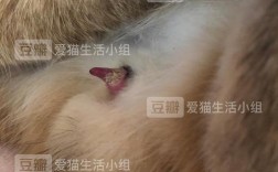 一岁公猫两月公狗可以一起养吗？狗狗币钱包同步要多长时间