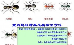 飞蚂蚁喜欢有光的地方吗？(蚂蚁d3安装教程)