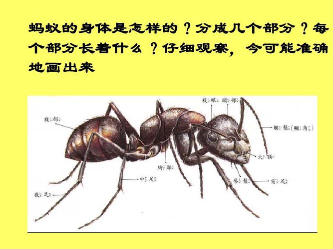 蚂蚁分为几类？(蚂蚁分为的教程)-图2