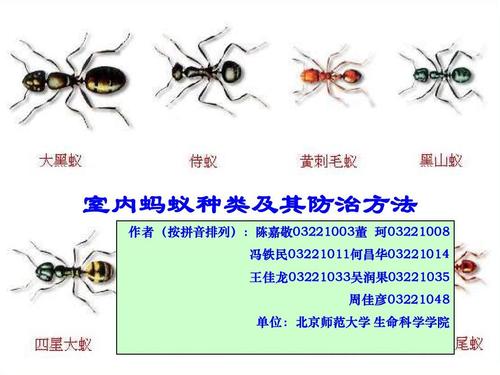 飞蚂蚁喜欢有光的地方吗？(蚂蚁d3安装教程)-图1