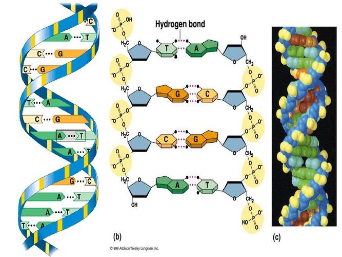 分子齿轮是什么？分子链钱包-图1