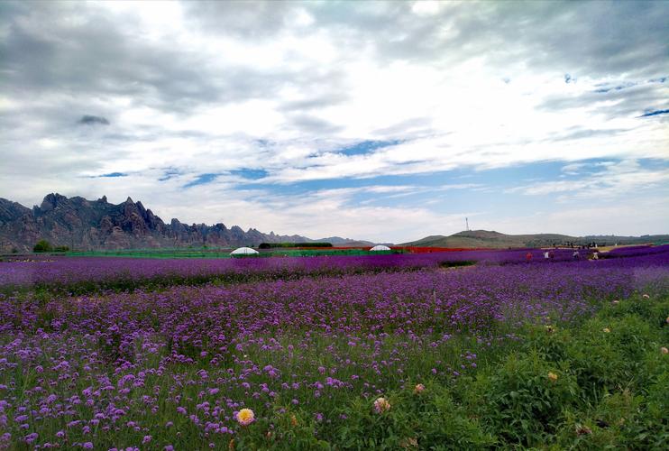 呼和浩特赏花最佳地点？蒙草集团大青山项目-图1