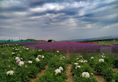 呼和浩特赏花最佳地点？蒙草集团大青山项目-图2