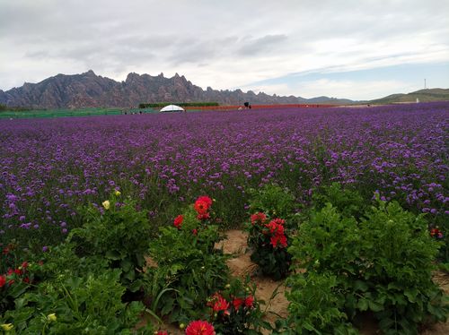 呼和浩特赏花最佳地点？蒙草集团大青山项目-图3