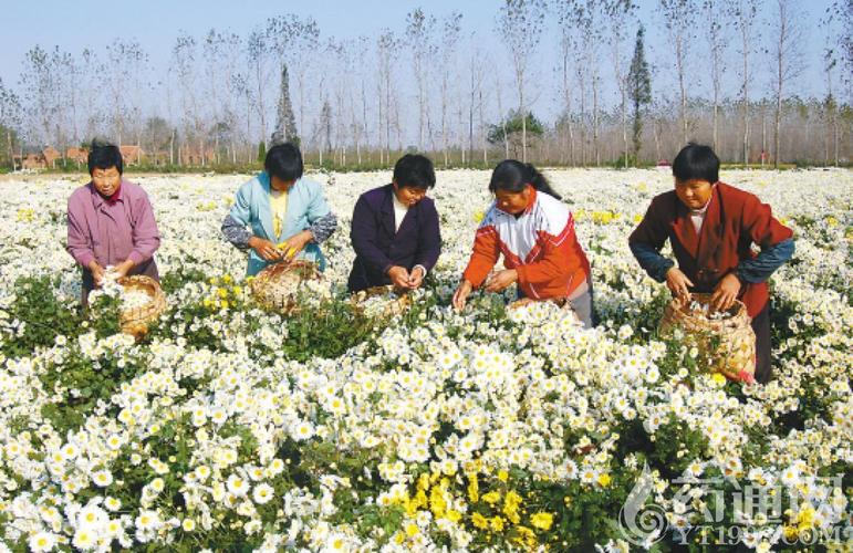 菊花叶子苦可以吃吗？亳州中和兰投资项目-图1