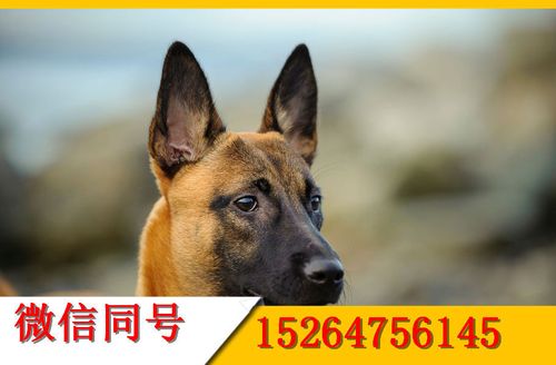 马犬养殖利润分析，养一条马犬能赚多少钱？准收益项目-图3