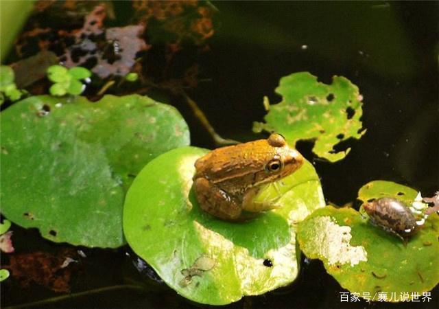 青蛙为人类做了哪些贡献？项目价值贡献-图3