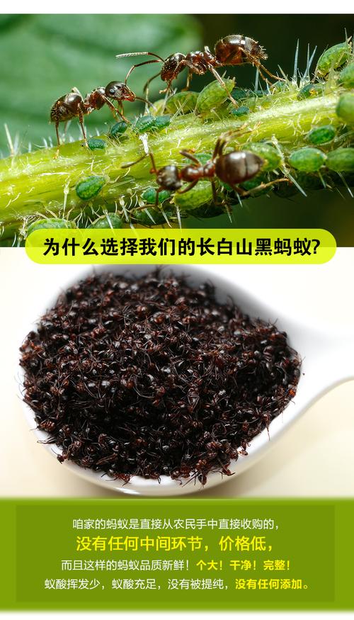 东北零下30度蚂蚁如何过冬？东北蚂蚁项目-图3