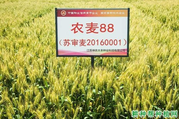 农麦88与镇麦12哪个好？大丰项目备案-图1