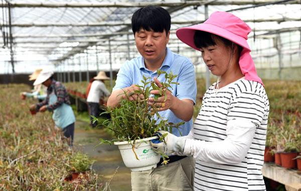 鲁花花生在珂南最迟几月价种植分种植1分地是多少平方米？扶贫项目种植分地-图3