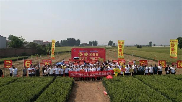 岱麦366适合山东种植吗？山东订单种植项目-图3