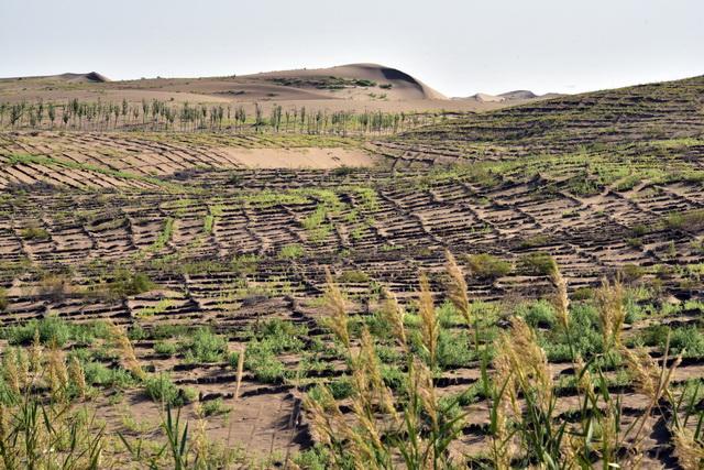 生物沙障是免税项目吗？其中 免税项目用-图3