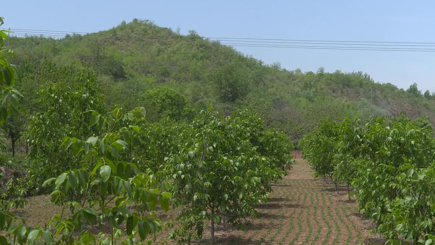 永登苦水重点项目？核桃基地项目简介-图2