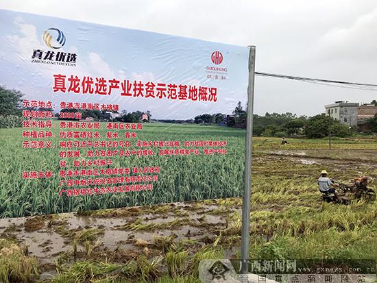 贵港市种植面积？贵港科技扶贫项目-图2