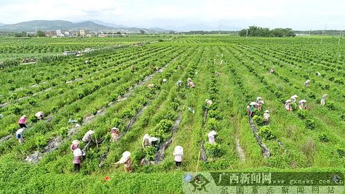 贵港市种植面积？贵港科技扶贫项目-图1