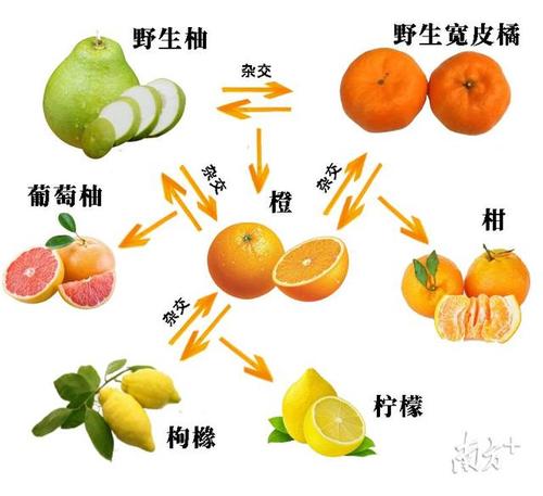 沙糖桔是怎么杂交出来的？项目中试协议-图2