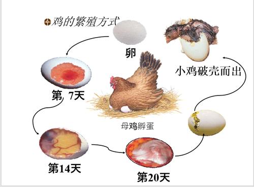 8种卵生动物的名字？企业体外孵化项目-图2