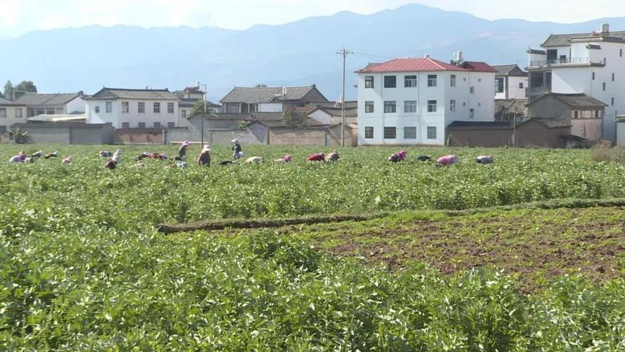 浙江现在那里有新蚕豆角收购？祥生台州项目-图2