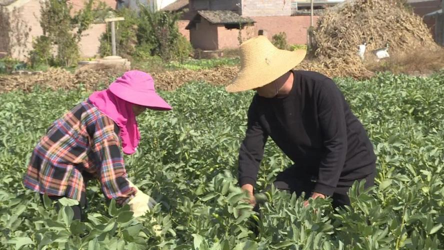 浙江现在那里有新蚕豆角收购？祥生台州项目-图1