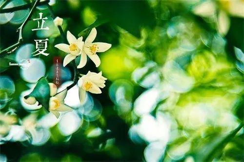 夏天是万物生长的季节有哪些？绿蔓生物项目-图2