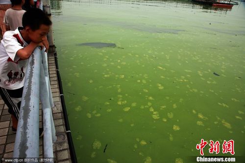 为啥太湖蓝藻总会在无锡水域集中暴发？无锡水厂新建项目-图2