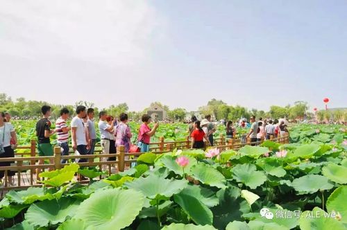 丰乐荷花节晚上有人吗？巢湖项目单一-图3