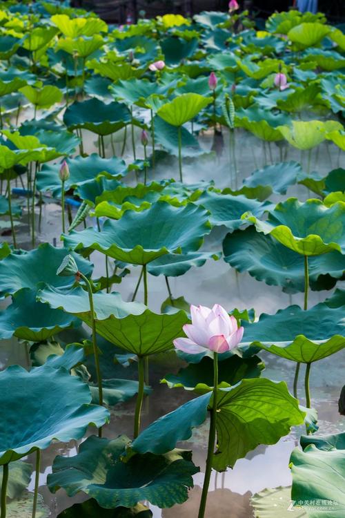 大洪湖可以钓鲢鳙吗？洪湖垃圾发电项目-图1